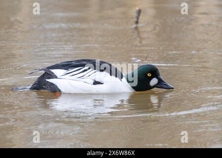 Ein goldenes Auge in Finnland Stockfoto