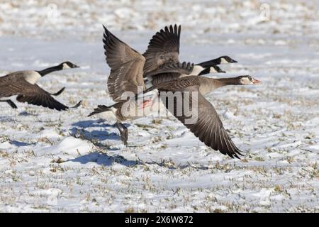 Kanadiengänse in Finnland Stockfoto