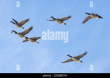 Kanadiengänse in Finnland Stockfoto