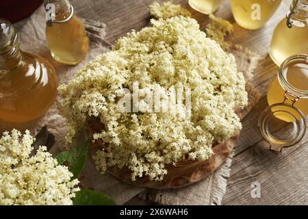 Frische Holunderblüten, die im Frühjahr geerntet werden, mit Flaschen selbstgemachtem Sirup im Hintergrund Stockfoto