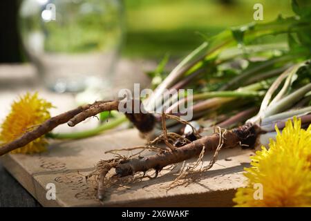 Ganze Löwenzahnpflanzen mit Wurzeln und Blumen im Freien Stockfoto