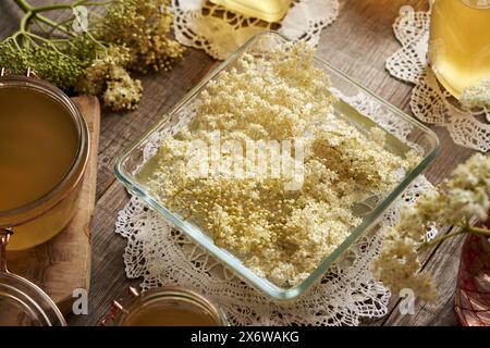 Praparation von Kräutersirup aus frischen schwarzen Holunderblüten im Frühjahr Stockfoto