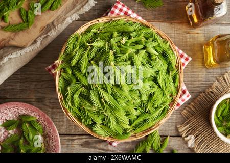 Junge Fichtenspitzen im Frühjahr in einem Korb geerntet - Zubereitung von Kräutersirup, Draufsicht Stockfoto