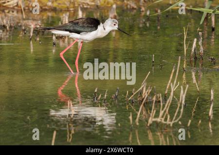 Reflexionen im Wasser der schwarzgeflügelten Stelze bei Sonnenuntergang, El Hondo, Spanien Stockfoto