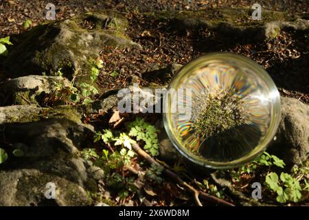 Boden mit grünem Moos im Freien, umgedrehte Reflexion. Kristallkugel auf Stein im Wald Stockfoto