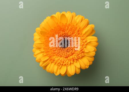 Schöne orange Gerbera Blume auf hellgrünem Hintergrund, Blick von oben Stockfoto