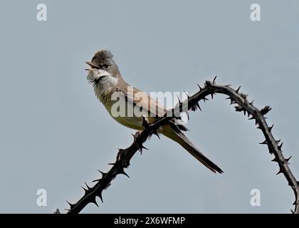 Whitethroat (Sylvia communis) auf Dornzweig bei RSPB Minsmere, Suffolk Stockfoto