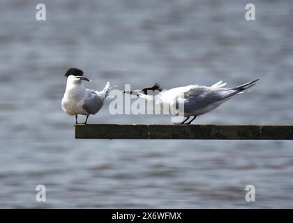 Sandwichteeren (Thalasseus sanvicensis), East Hide, RSPB Minsmere, Suffolk Stockfoto