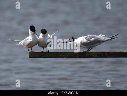 Sandwich Terns (Thalasseus sanvicensis) East Hide, RSPB Minsmere, Suffolk Stockfoto