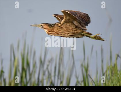 Bittern (Botaurus stellaris) im Flug, Island Mere Hide, RSPB Minsmere, Suffolk Stockfoto