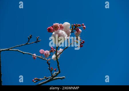 Die Kirschblüte repräsentiert unser Leben: Sie ist schön, aber extrem zerbrechlich. Stockfoto