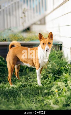 Hellbrauner und weißer Basenji-Hund posiert in einem Garten und blickt in die Kamera Stockfoto