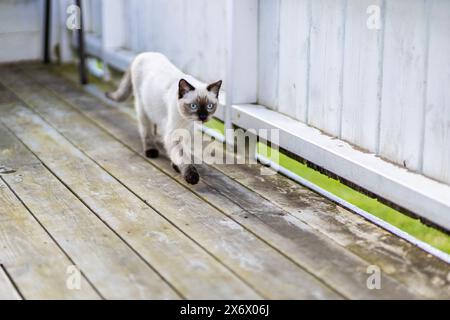 Siamkatze, die auf der Veranda läuft, sieht entschlossen aus Stockfoto