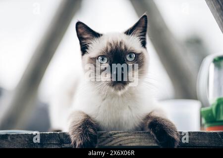 Porträt einer siamkatze, die in die Kamera schaut Stockfoto