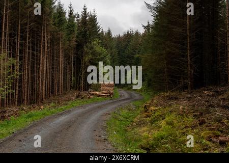 Kurvige Schotterstraße in einem dichten Wald mit einem Stapel von geernteten Holzstämmen Stockfoto