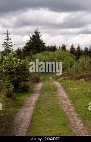 Ruhige Szene eines geschwungenen, unbefestigten Pfades, der an einem bewölkten Tag durch einen Wald führt Stockfoto