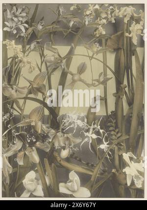 Dekorationsgruppe mit Orchideen, Trompetenkrug Pflanzen und Venuspantoffeln, fotomechanischer Druck, Hersteller: Anonym, Verlag: Gerlach & Schenk, (auf dem Objekt erwähnt), Hersteller: Österreich, Verlag: Wien, ca. 1887 - in oder vor 1897, Papier, Kollotype, Höhe, 293 mm x Breite, 214 mm Stockfoto