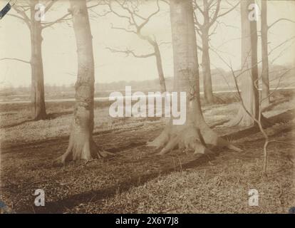 Blick in den Haager Wald, Foto, Anonym, Niederlande, 1923, fotografischer Träger, Höhe, 83 mm x Breite, 114 mm Stockfoto