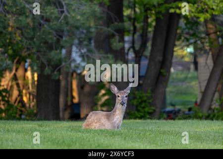 Blick auf einen einsamen Weißschwanzhirsch (Odocoileus virginianus), der sich in einem grasbewachsenen Hof in der Nähe der Abenddämmerung entspannt Stockfoto