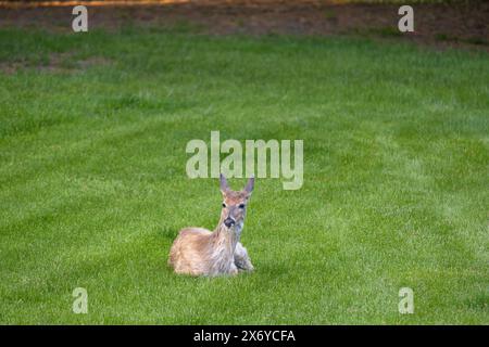 Blick auf einen einsamen Weißschwanzhirsch (Odocoileus virginianus), der sich in einem grasbewachsenen Hof in der Nähe der Abenddämmerung entspannt Stockfoto