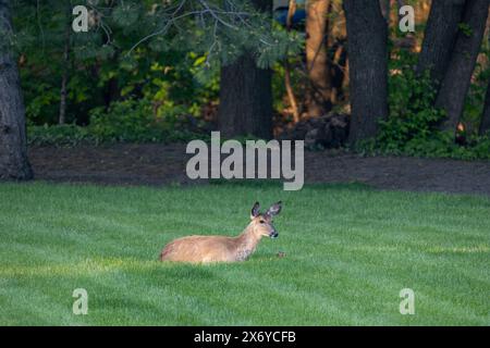 Blick auf einen einsamen Weißschwanzhirsch (Odocoileus virginianus), der sich in einem grasbewachsenen Hof in der Nähe der Abenddämmerung entspannt Stockfoto