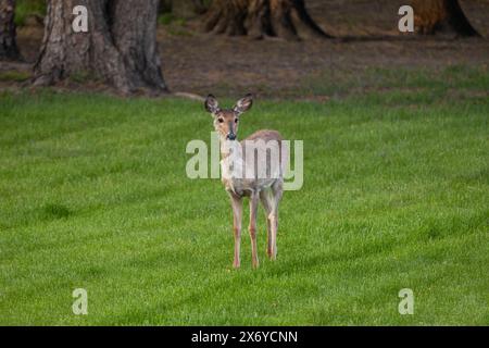 Blick auf einen einsamen Weißschwanzhirsch (Odocoileus virginianus), der in einem Grashof in der Dämmerung steht Stockfoto