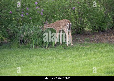 Blick auf einen einsamen Seehirsch (Odocoileus virginianus), der in einem Komposthaufen nahe der Abenddämmerung weidet Stockfoto
