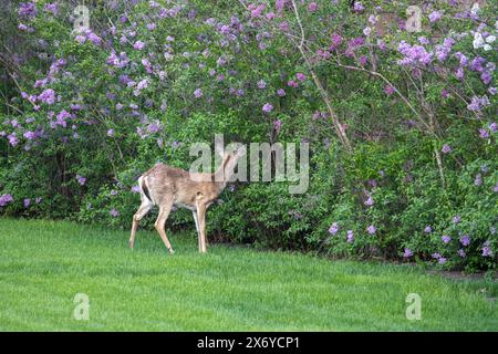 Blick auf einen einsamen Seehirsch (Odocoileus virginianus), der nahe einer Fliederhecke in der Dämmerung weidet Stockfoto