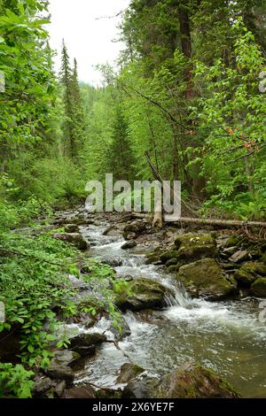 Ein stürmischer Bach eines Gebirgsbaches, der sich um große Steine und umgestürzte Bäume schlängelt, fließt an einem Sommertag durch einen dichten Nadelwald. Tevenek Riv Stockfoto