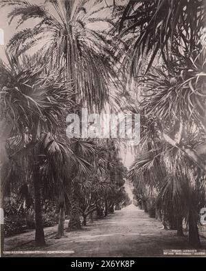 Avenue im Jardin d'Essai du Hamma in Algier, Alger, Jardin d'Essai: Allée des Palmiers (Titel auf Objekt), fotomechanischer Druck, Alexandre Leroux (Foto), (auf Objekt erwähnt), anonym, Algier, ca. 1875 - ca. 1900, Papier, Kollotypen, Höhe, 317 mm x Breite, 246 mm Stockfoto