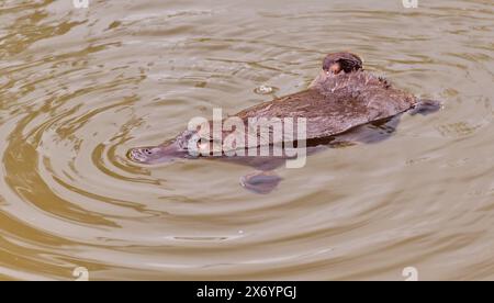 Ein Platypus (Ornithorhynchus anatinus) kratzt mit dem Hinterfuß, während er im braunen Wasser des Hobart Rivulet in Hobart, Tasmanien, schwimmt Stockfoto