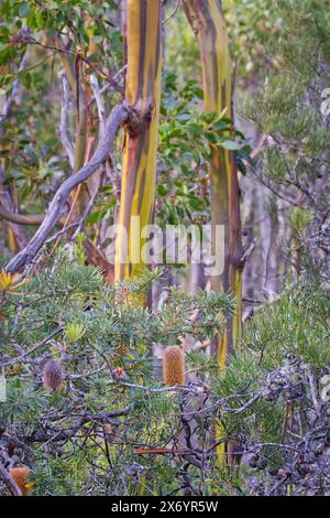 Nahaufnahme der Banksia-Blume mit großem farbigen Tasmanischen Schneegummi im Hintergrund, Mount Field East Wanderweg, Mount Field National Park, Tasmanien Stockfoto