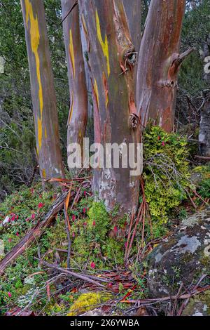 Nahaufnahme von farbigen Stämmen und moosbewachsener Basis eines Schneegumms, der eine pinke Kletterheide (Prionotes cerinthoides) unterstützt, Mount Field National Park, Tasmanien Stockfoto