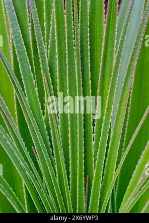 Richea Dracophyllum pandanifolia Pandanus Baum Nahaufnahme von grünen gezackten Blättern am Mount Field East Wanderweg, Mount Field National Park, Tasmanien Stockfoto