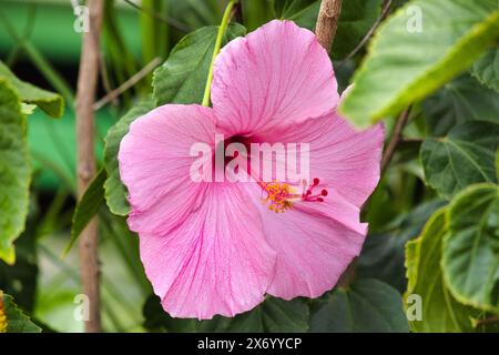 Zarter, blassrosa Hibiskus von oben gesehen. Stockfoto