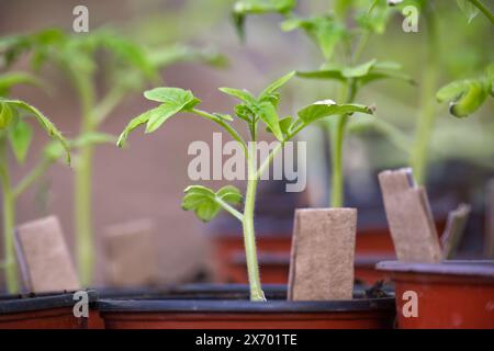 Sammlung von Topfpflanzen, die in einem Innenbereich angeordnet sind, wobei die Töpfe in Farbe und Größe variieren und Tomatensämlinge enthalten Stockfoto