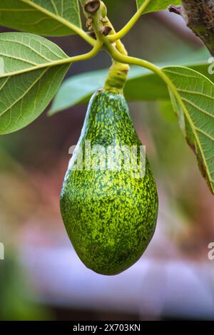Fast reife Avocado hängt an einem Baum im Hinterhof. Stockfoto