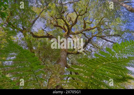 Sehen Sie in Valley of the Giants, Styx Tall Trees Conservation Area, Hobart, Tasmanien, Australien, einen Blick auf die Baumkronen der alten Myrtle Buche mit Farnen Stockfoto