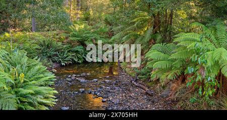 Panoramablick auf den von Kieselsteinen gesäumten Russell Falls Creek, der von Farnen gesäumt ist, mit Reflexionen bei Sonnenuntergang und verflecktem Licht im Wald am Mount Field Tasmania. Stockfoto