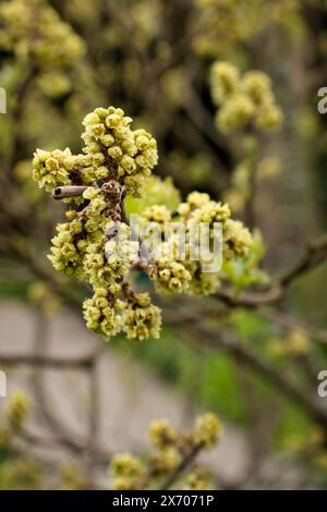 Gelber Sumak, der auf einem Baumzweig im Hermannshofgarten in Weinheim wächst. Stockfoto