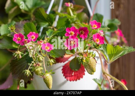 „Pink Pikan“ Erdbeere, Jordgubbe (Fragaria x ananassa) Stockfoto