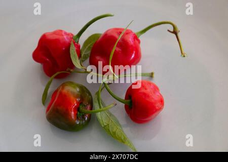 Anden Rocoto Chilis Varietät Capsicum pubescens auf einem Teller Stockfoto