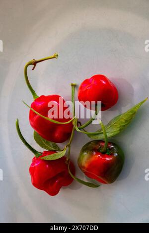 Anden Rocoto Chilis Varietät Capsicum pubescens auf einem Teller Stockfoto