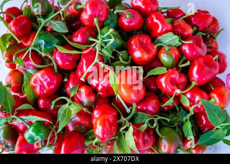 Anden Rocoto Chilis Varietät Capsicum pubescens Stockfoto