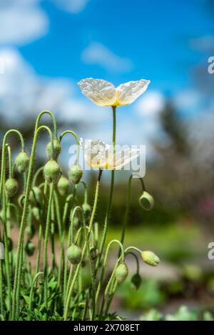 Arctomecon merriamii Blume von weißem Mohn wächst am felsigen Ufer des Meeres von ​​Japan. Symbol des Fernen Ostens, Russland Stockfoto