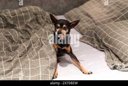 18 Jahre alter Hundespielzeug-Terrier, der unter der Decke im Bett liegt Stockfoto