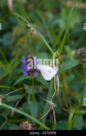Kohl Weiße Schmetterlinge (Pieris rapae) sind ein in Australien eingeführter Schädling - aber sie können immer noch ein schönes Bild machen! Hochkins Ridge Flora Reserve. Stockfoto