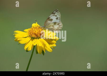 Checkered White (Pontia Protodice) Schmetterling, der sich im Garten von der Blume des goldenen Bart ernährt. Natürlicher grüner Hintergrund mit Kopierbereich. Stockfoto