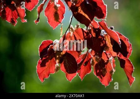 Europäische Buche, Fagus sylvatica, Rot, Blätter, Laub Buche Blätter Stockfoto