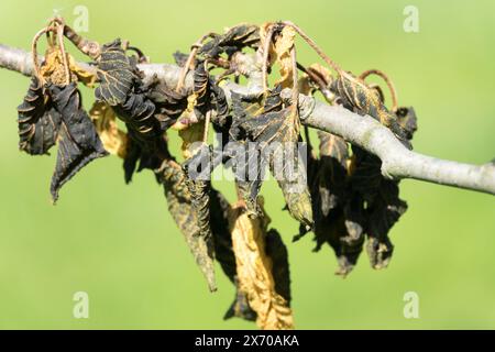 Taubenbaum Davidia involucrata var. Vilmoriniana-Blätter, die von Frost verbrannt wurden Stockfoto